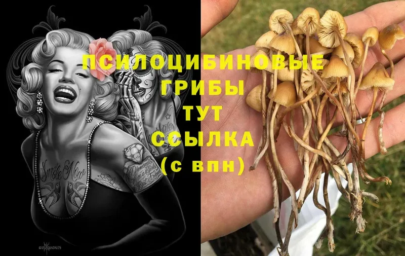 наркотики  Жуковский  Псилоцибиновые грибы Psilocybe 